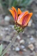 Image of Arctotis bellidifolia Berg.