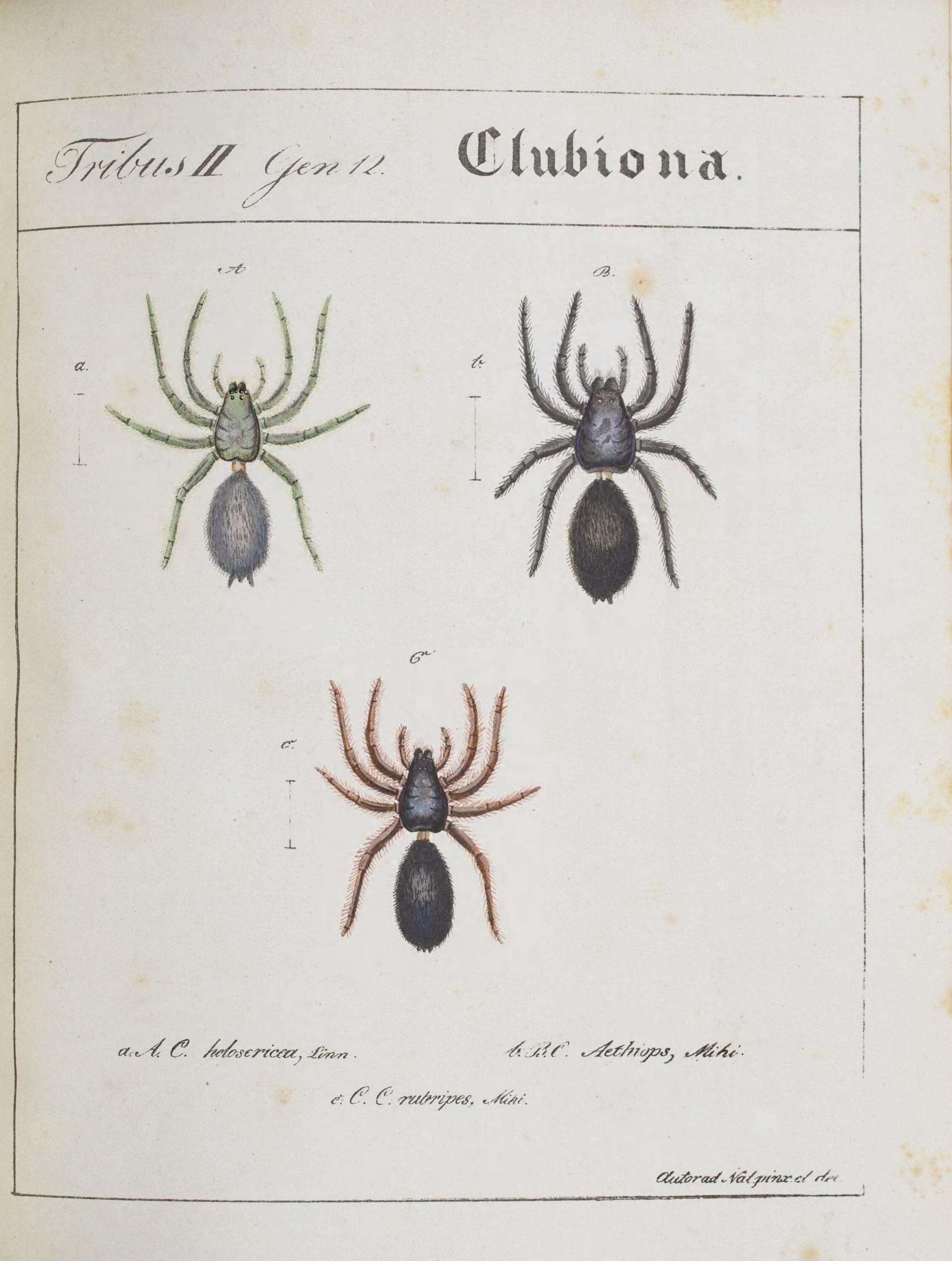 Image of Sac spider