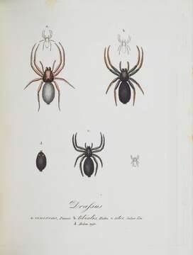 صورة Zelotes subterraneus (C. L. Koch 1833)