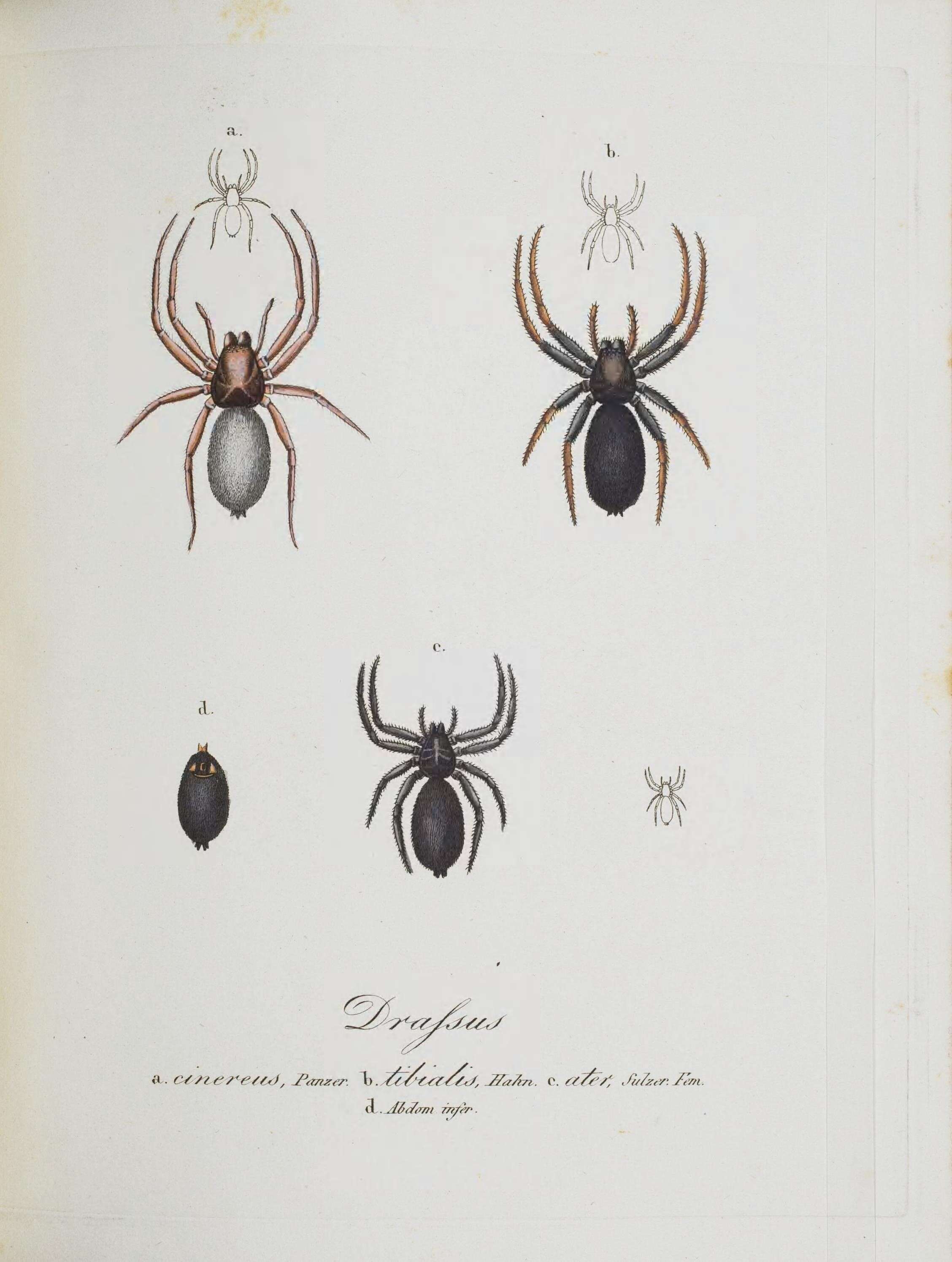 Image of Zelotes subterraneus (C. L. Koch 1833)