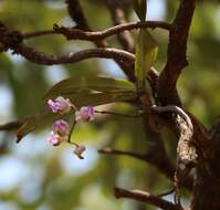 Image of Aerides crispa Lindl.