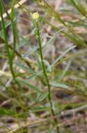 Image of Erigeron foliosus var. foliosus