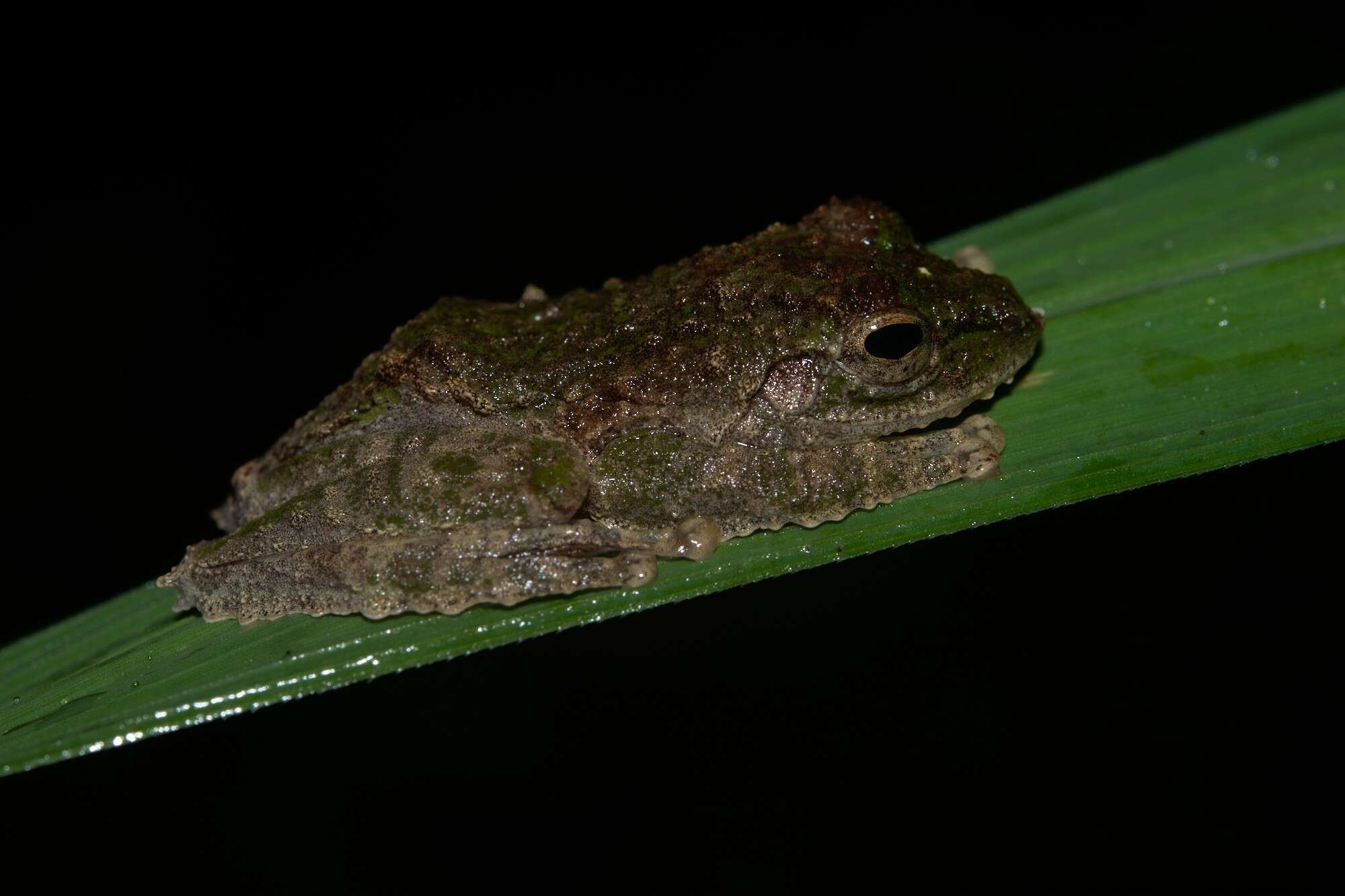 Image of Kurixalus chaseni (Smith 1924)