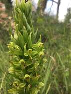 Plancia ëd Habenaria strictissima Rchb. fil.