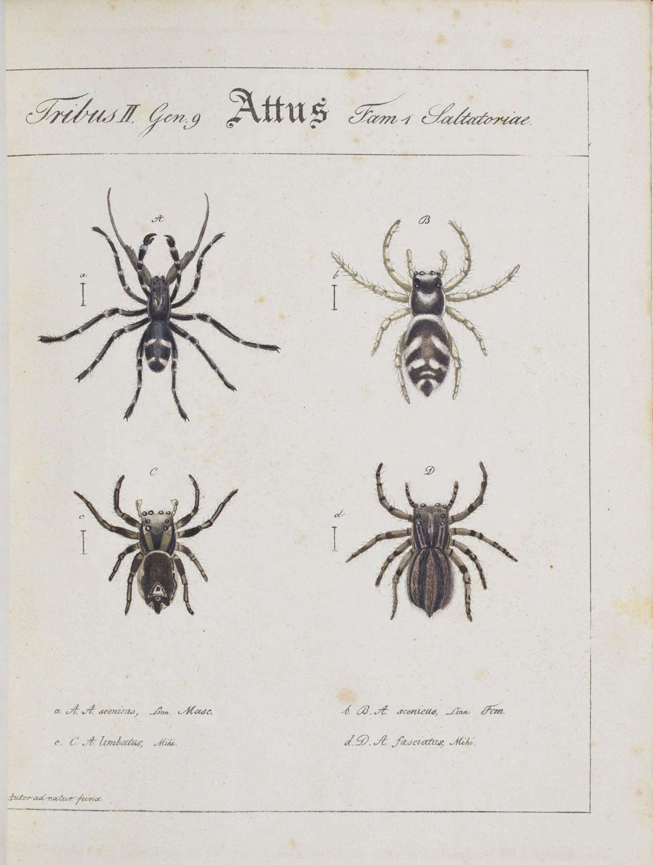 Image of Phlegra fasciata (Hahn 1826)