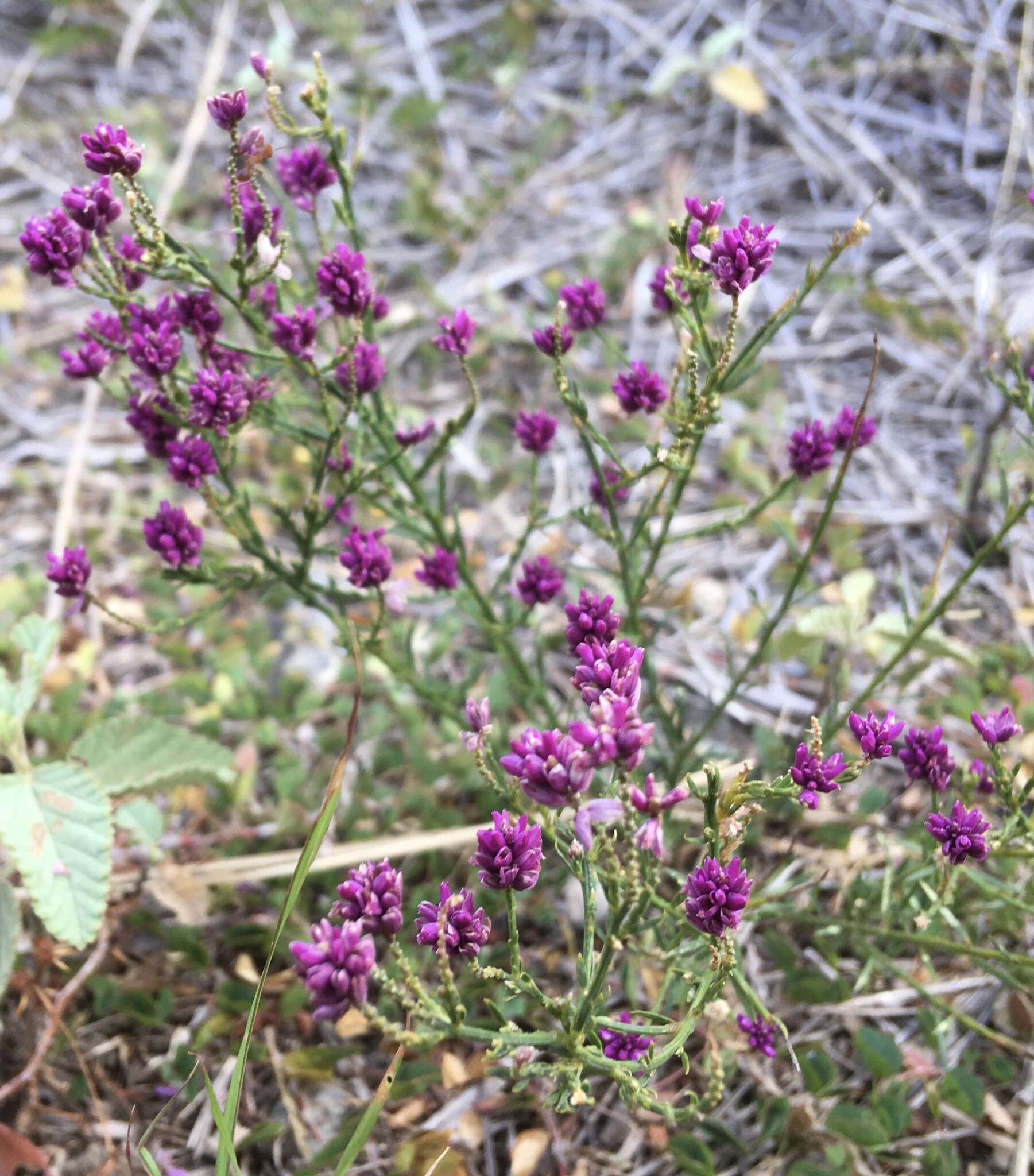 Polygala longicaulis Kunth的圖片