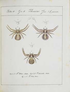 Image de Xysticus ulmi (Hahn 1831)