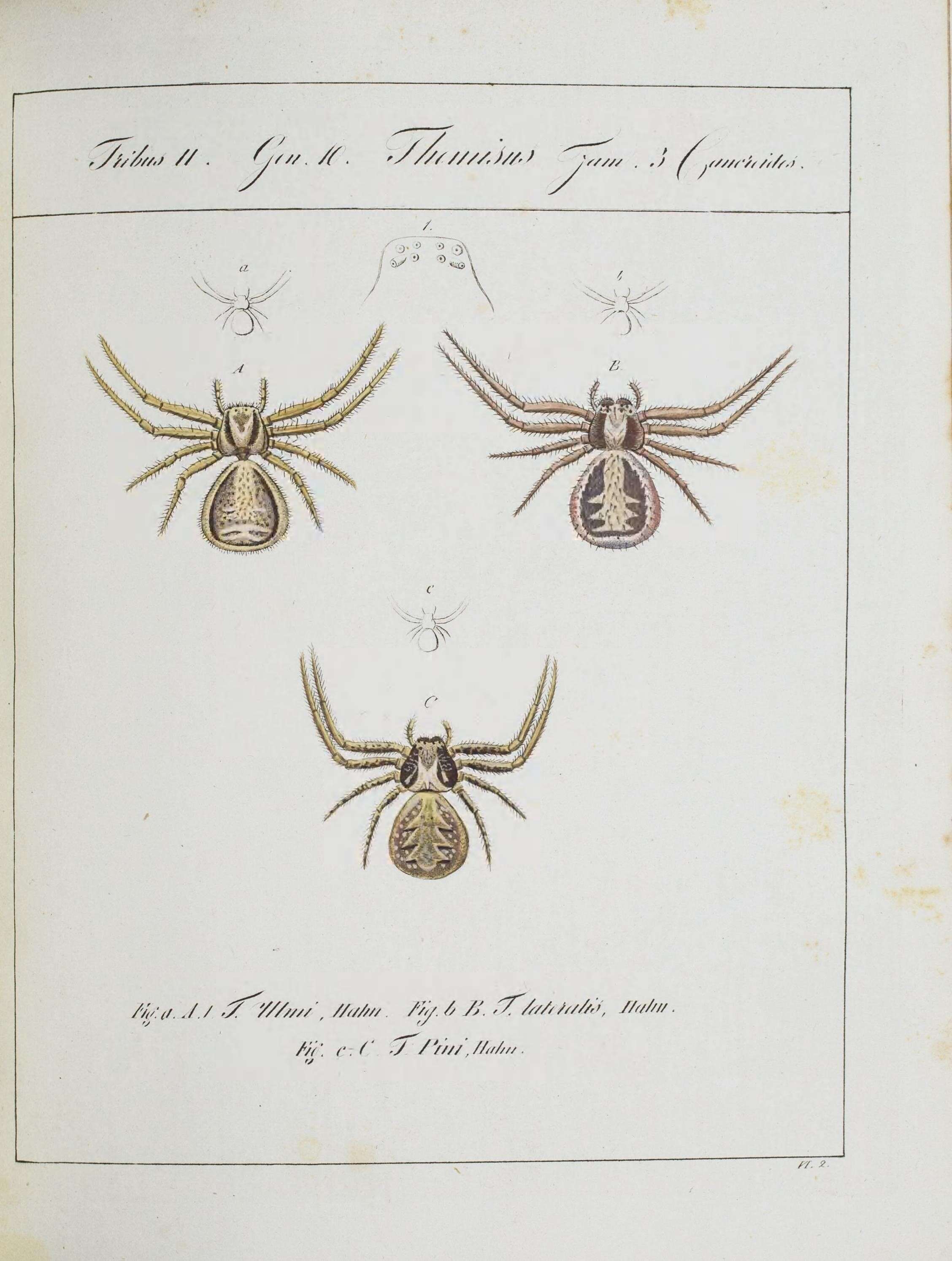 Image of Xysticus ulmi (Hahn 1831)