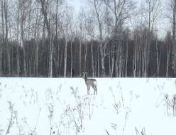 Image de Chevreuil de Siberie