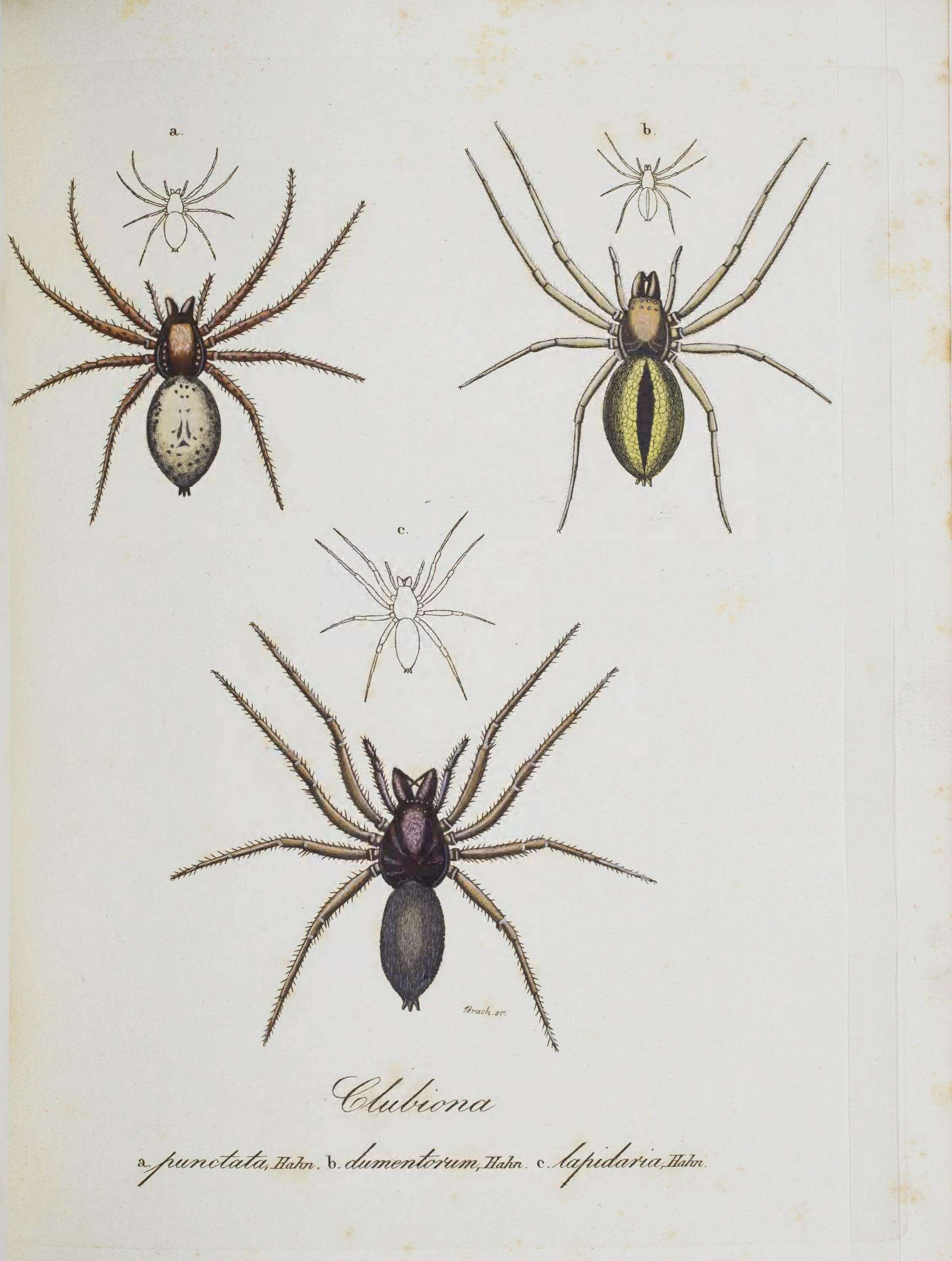 Image of Anyphaena accentuata (Walckenaer 1802)