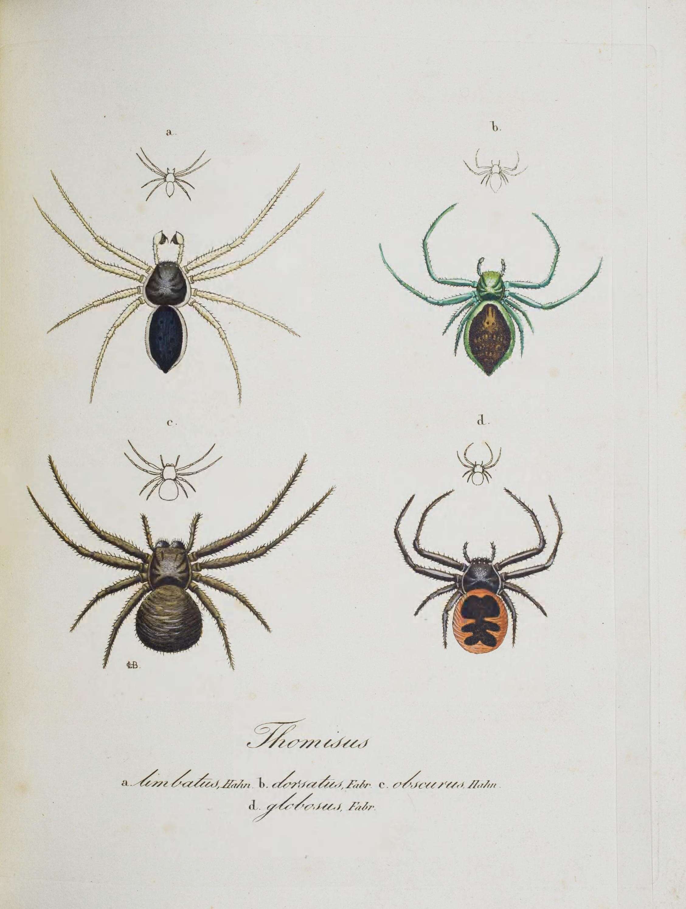 Image of Diaea dorsata (Fabricius 1777)