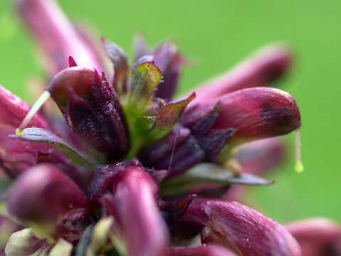 Imagem de Pedicularis recutita L.