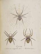 Image of Araneus angulatus Clerck 1757