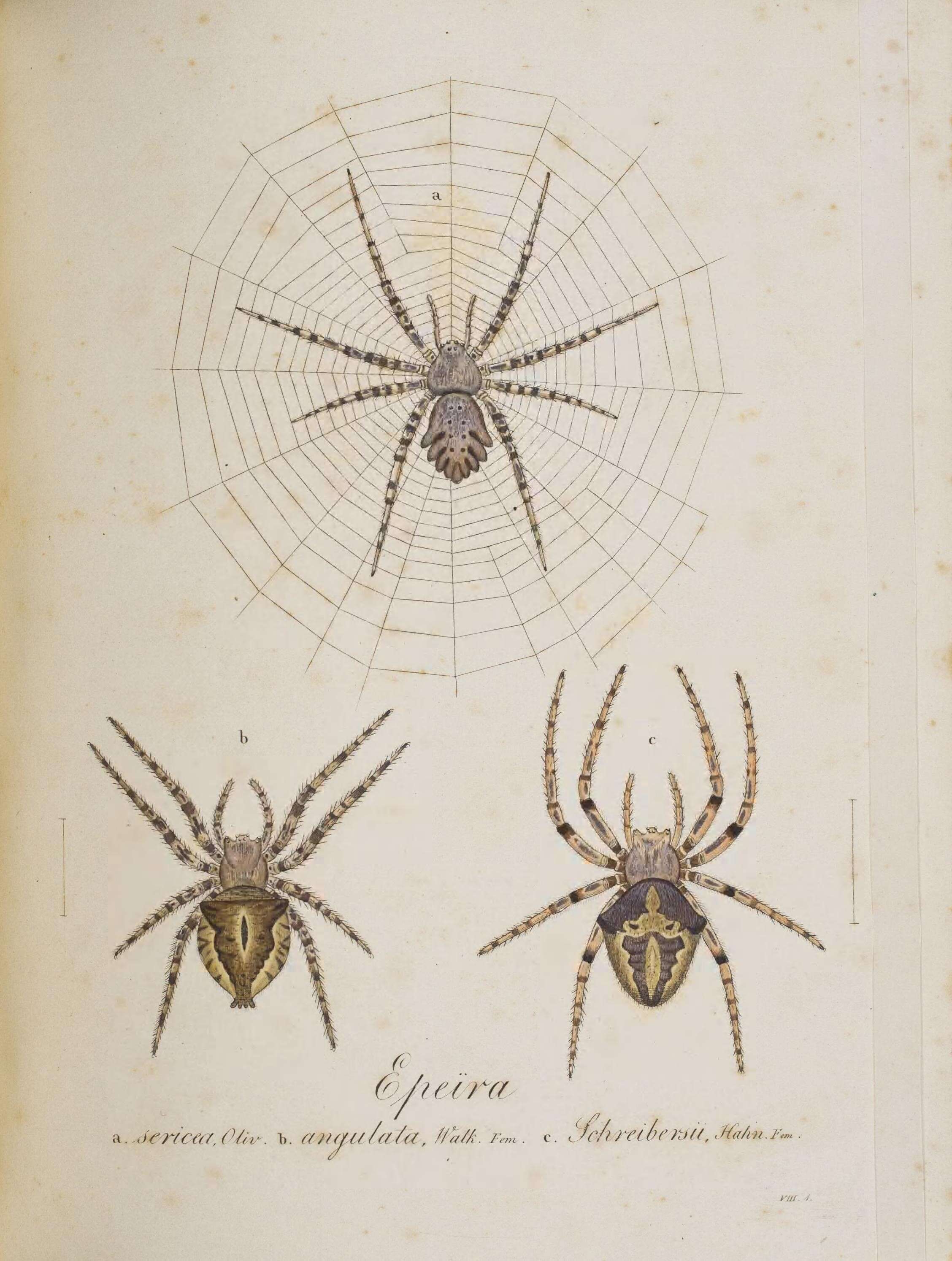 Image of Araneus angulatus Clerck 1757