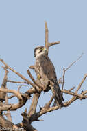 Image of Lanner Falcon