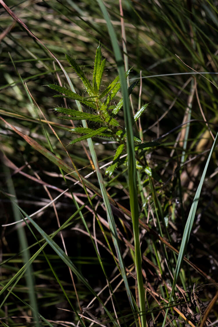 Image of Berkheya insignis (Harv.) Thell.