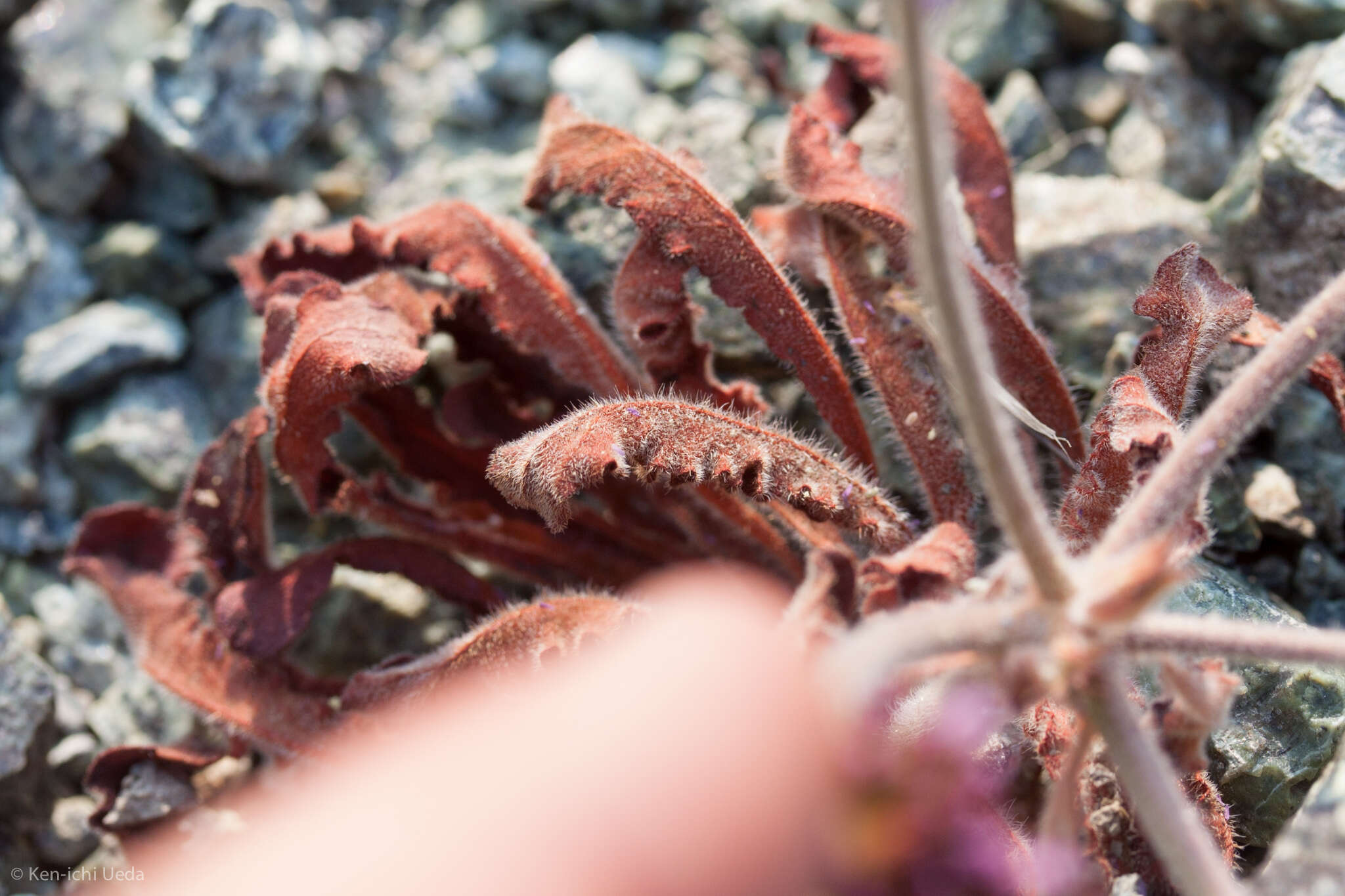 Image of Palmer's spineflower