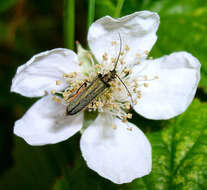 Image of Oedemera lurida