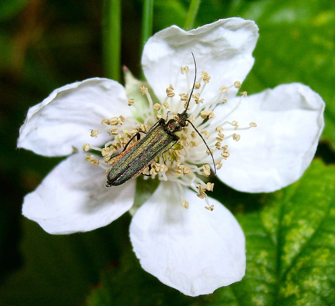 Image of Oedemera lurida