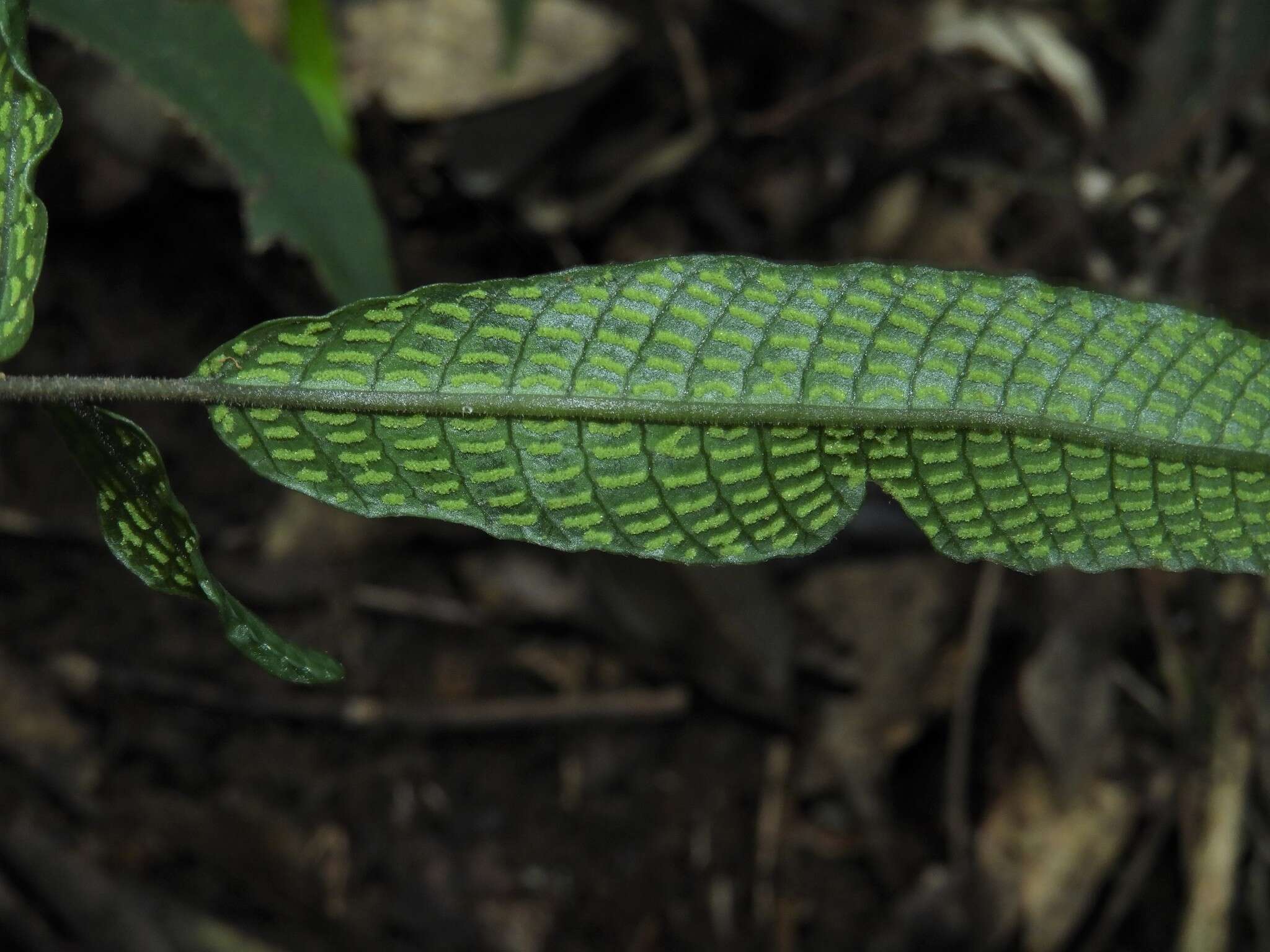 Image of Grypothrix triphylla (Sw.) S. E. Fawc. & A. R. Sm.