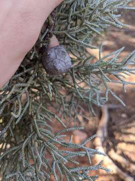 Sivun Cupressus arizonica var. glabra (Sudw.) Little kuva