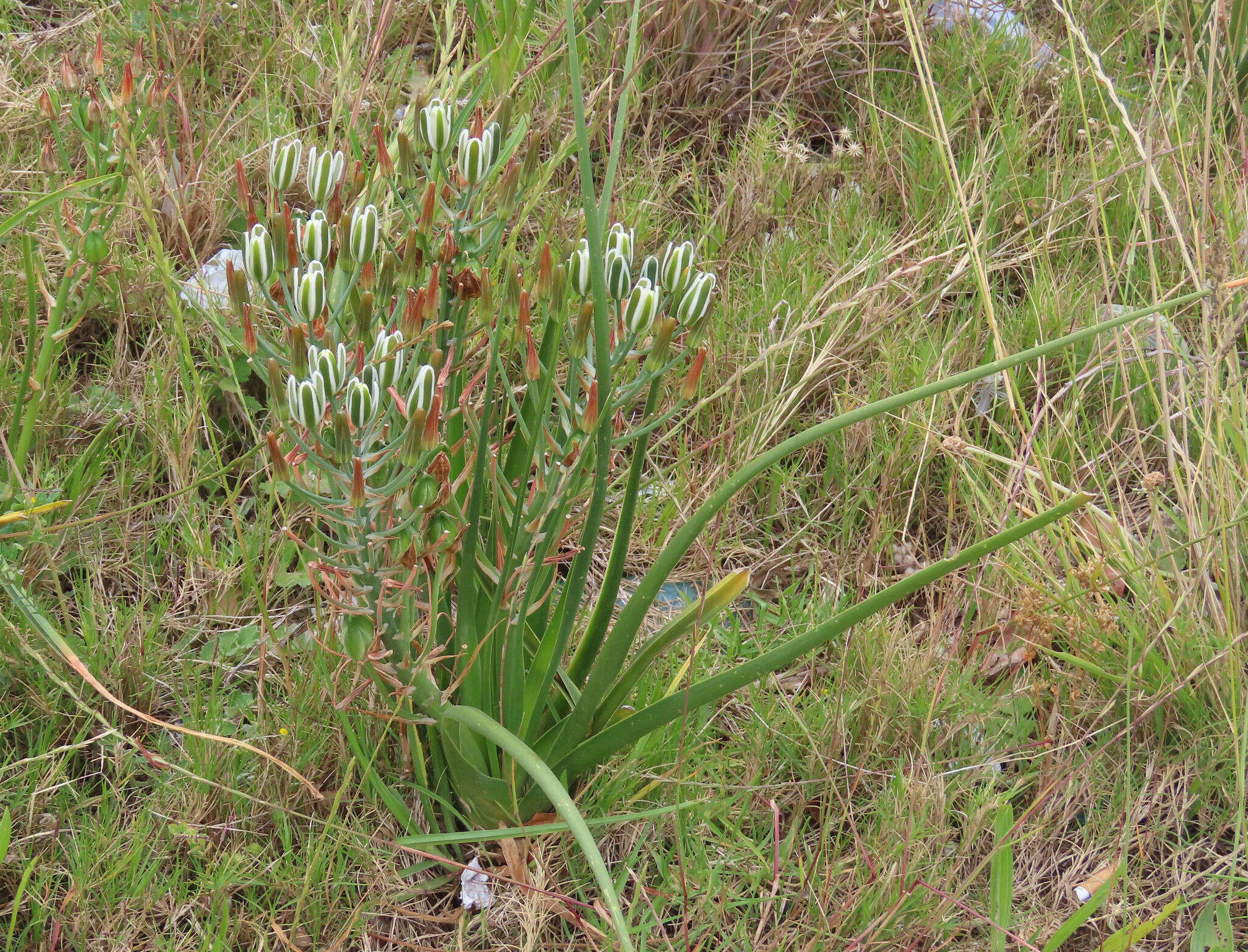 Image of Albuca longifolia Baker