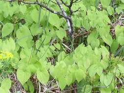 Image of Epimedium alpinum L.