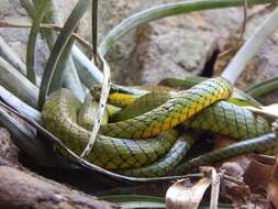 Image of Green Parrot Snake