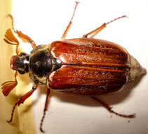 Image of Common cockchafer