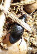 Image of Carabidae