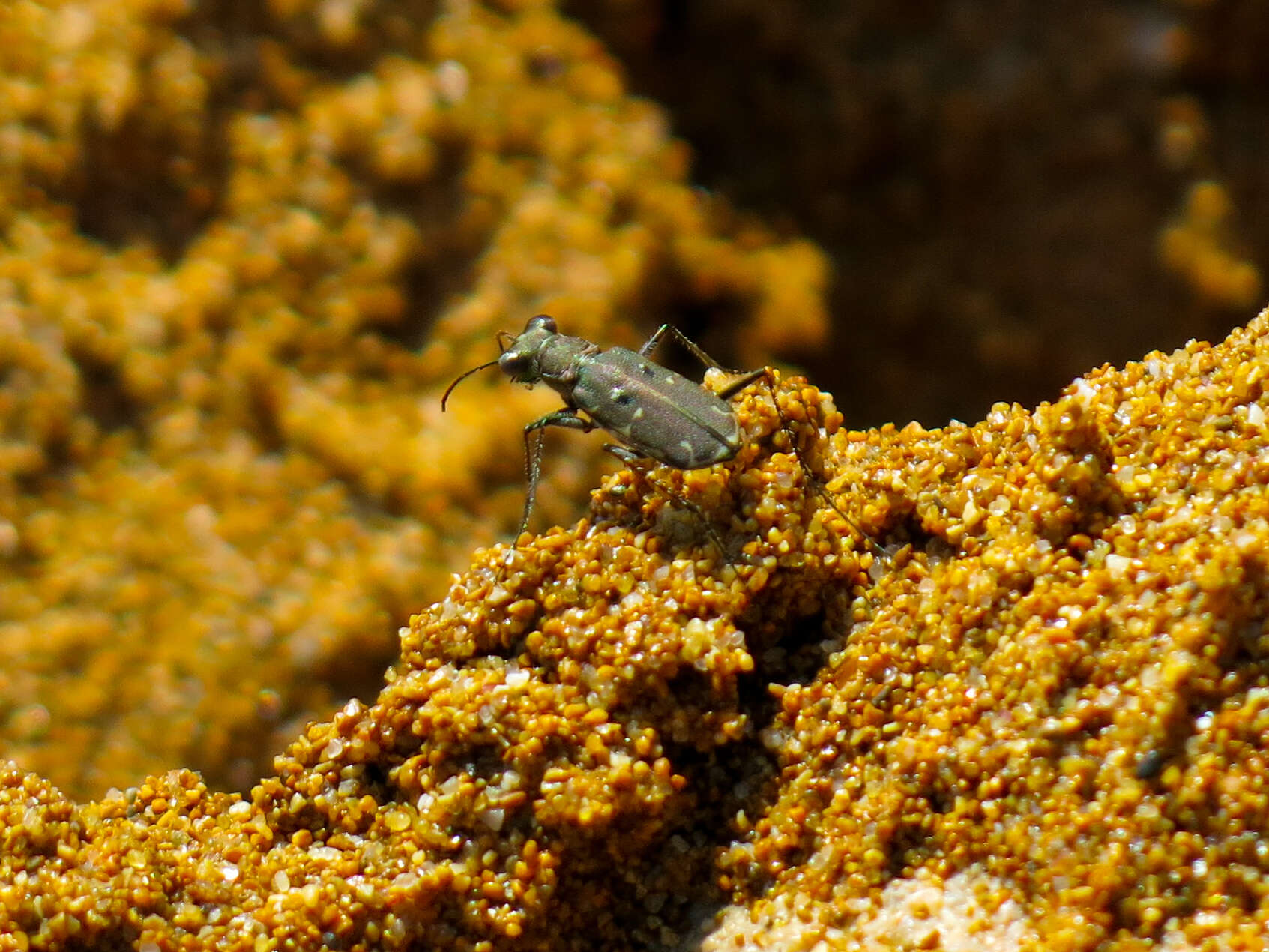 Image of Myriochila (Myriochila) melancholica (Fabricius 1798)