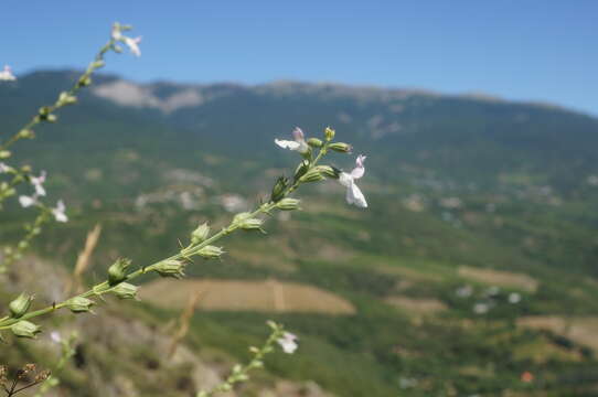 Imagem de Stachys angustifolia M. Bieb.