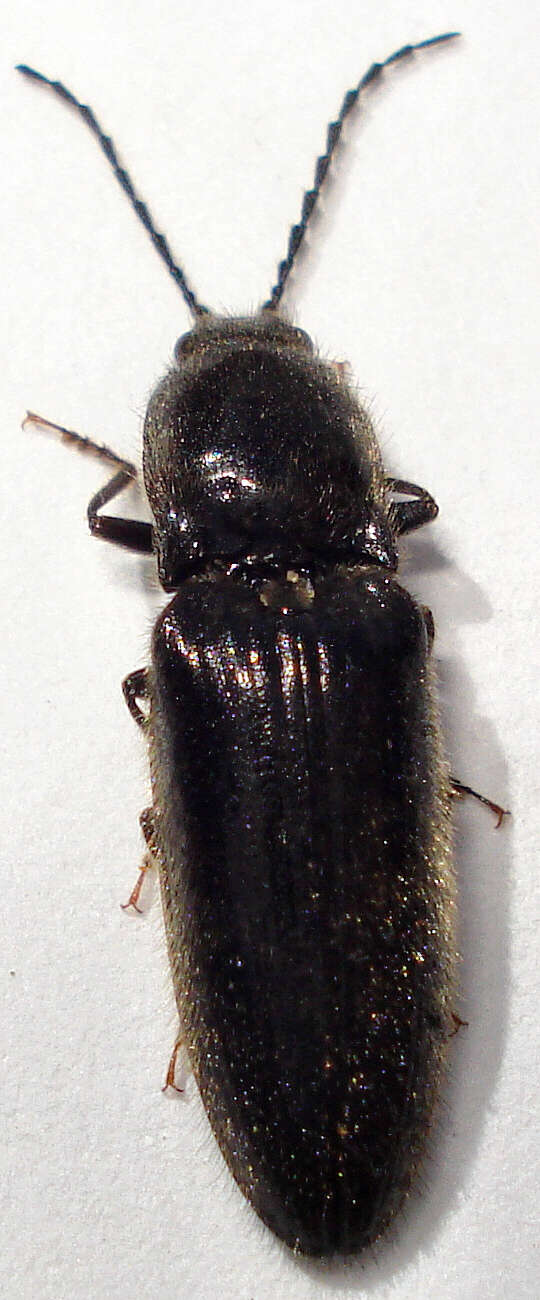 Image of Hemicrepidius niger