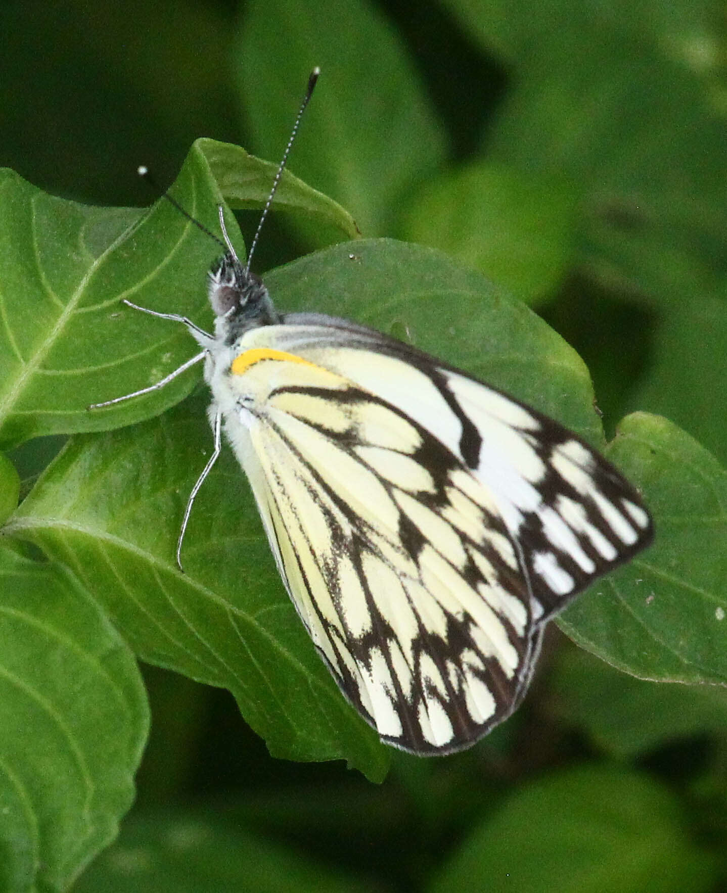 Слика од Belenois gidica (Godart (1819))