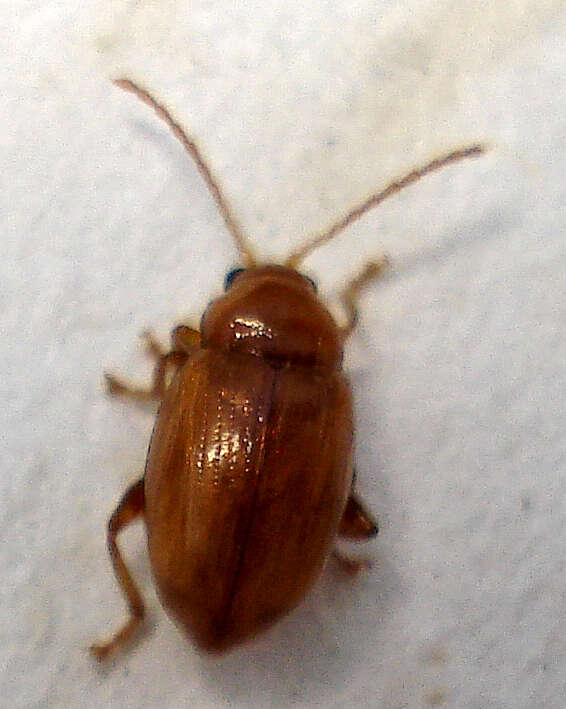 Image of Neocrepidodera