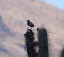 Image of Chilean Mockingbird