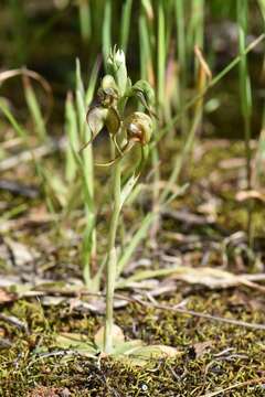 Image of Pterostylis lepida (D. L. Jones) G. N. Backh.