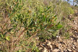 Image of Dodonaea lanceolata F. Müll.