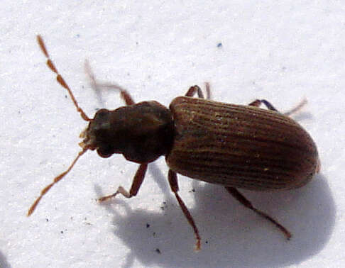 Image of furniture beetle