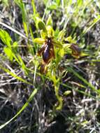 Image of Ophrys speculum subsp. lusitanica O. Danesch & E. Danesch