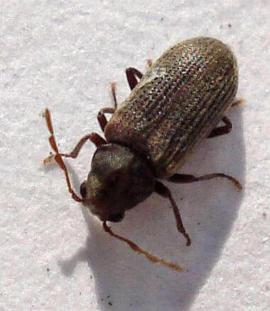 Image of furniture beetle