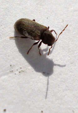 Image of furniture beetle