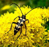 Image of Leptura quadrifasciata Linné 1758