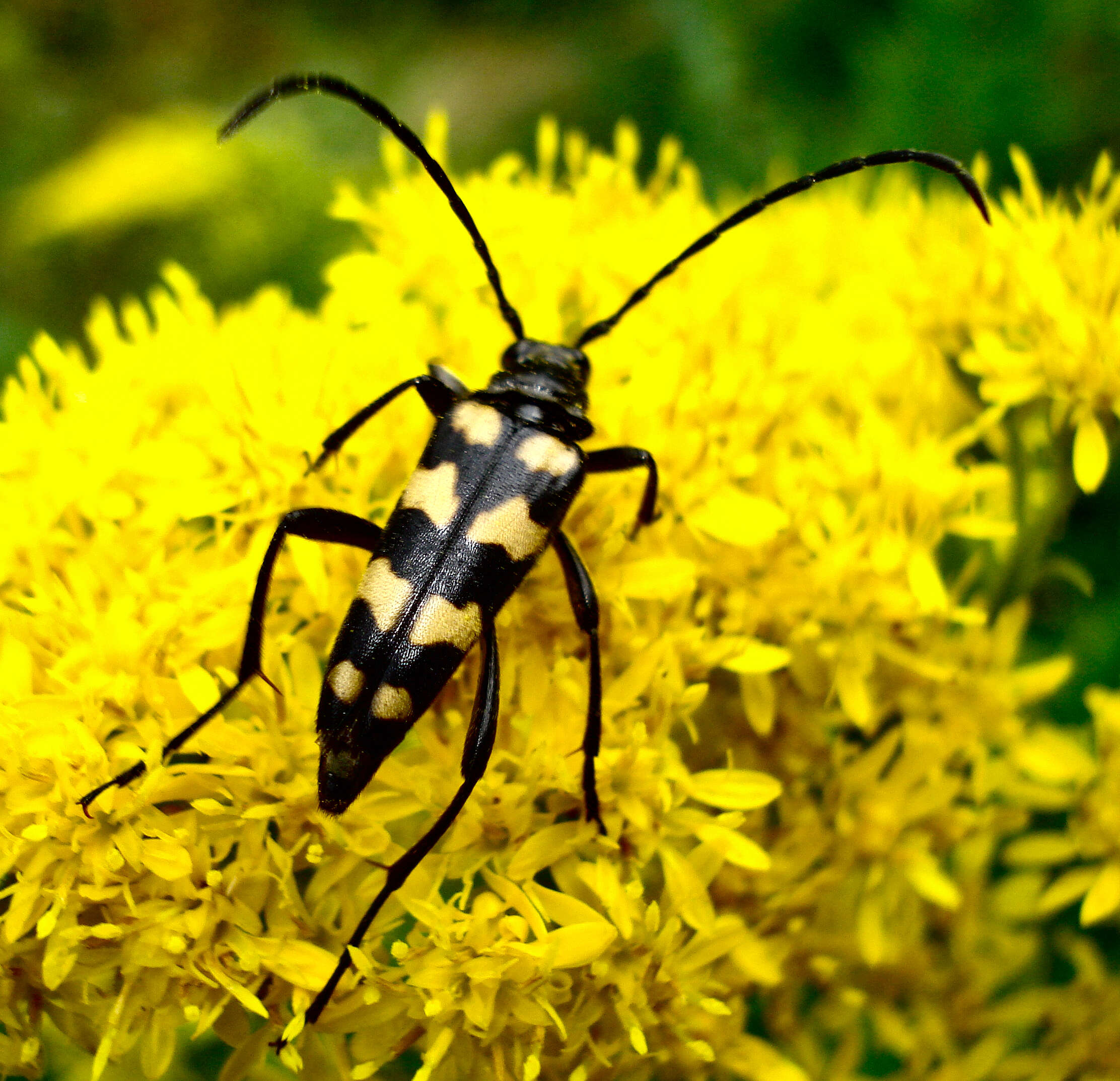 Image of Leptura quadrifasciata Linné 1758