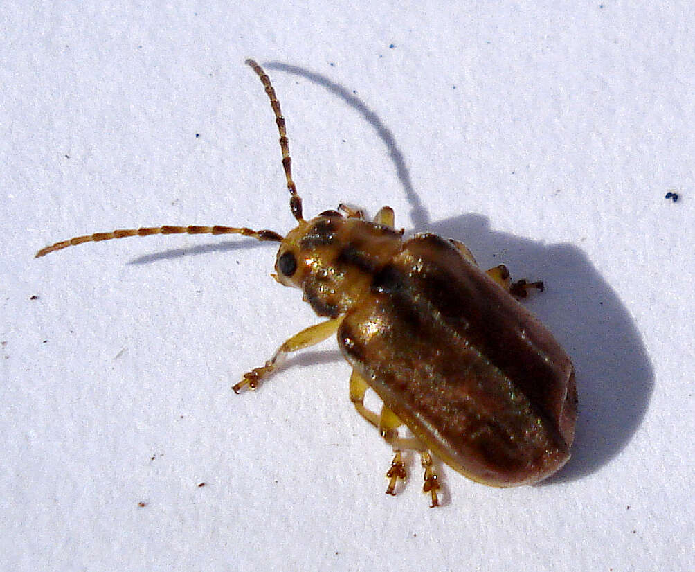 Image of Viburnum leaf beetle