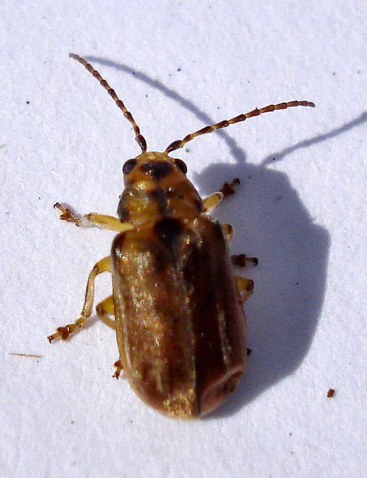 Image of Viburnum leaf beetle