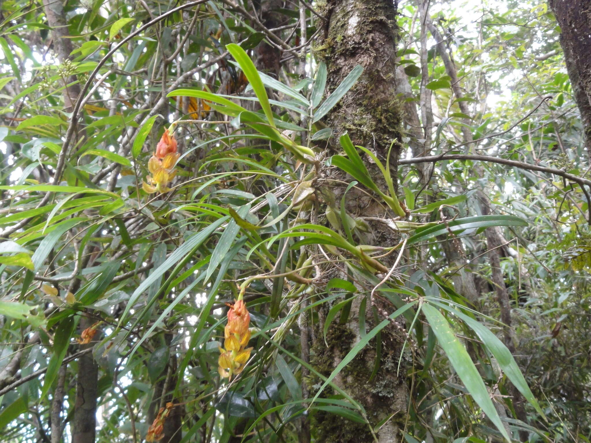 Image of Bulbophyllum turkii Bosser & P. J. Cribb