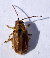 Image of Viburnum leaf beetle