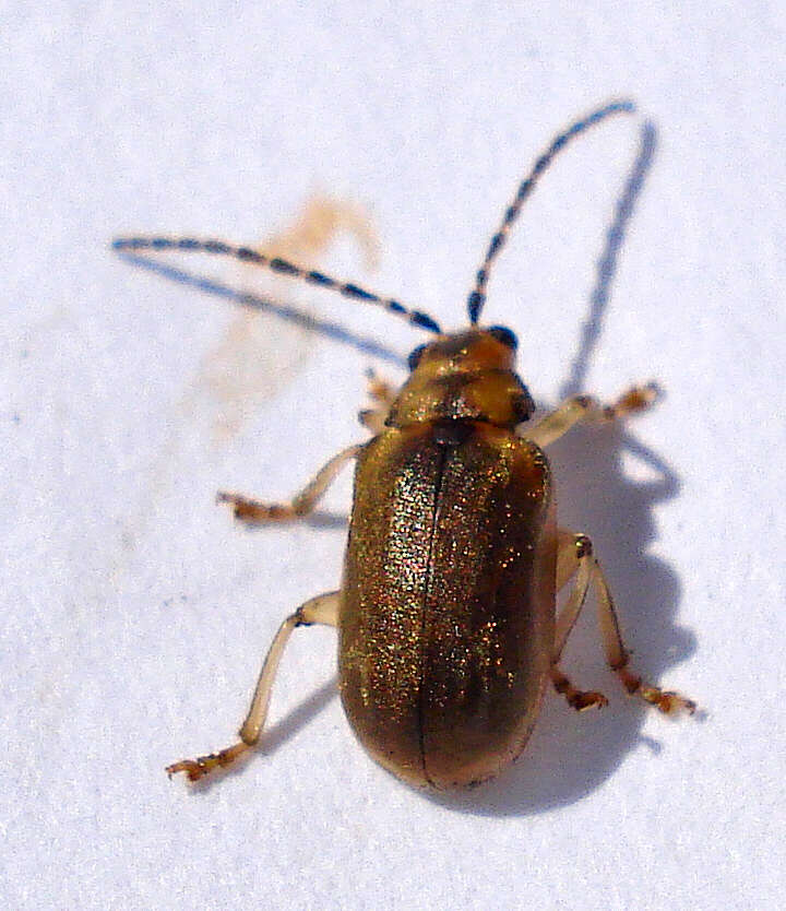 Image of Viburnum leaf beetle