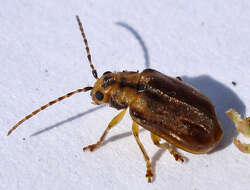 Image of Viburnum leaf beetle